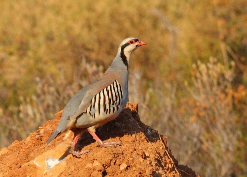 Kınalı keklik » Chukar Partridge » Alectoris chukar