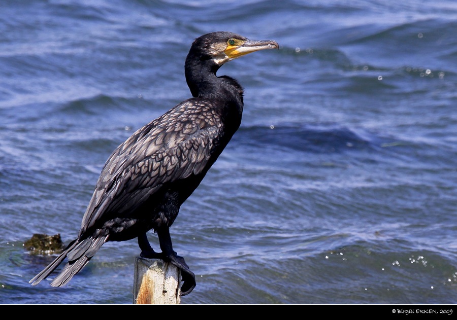 Karabatak » Great Cormorant » Phalacrocorax carbo