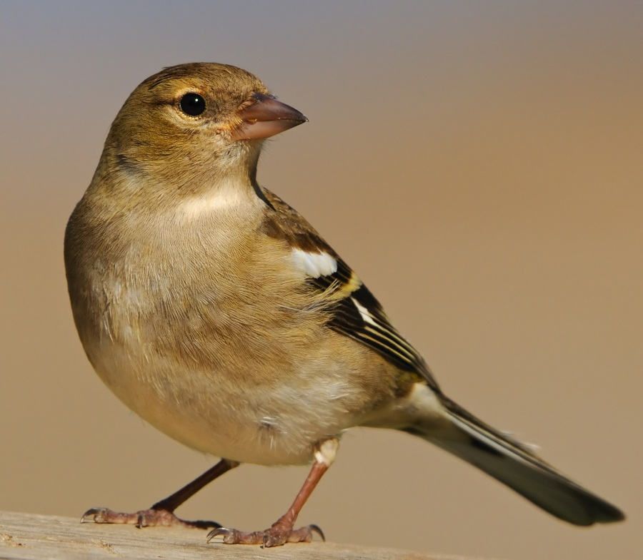 İspinoz » Common Chaffinch » Fringilla coelebs