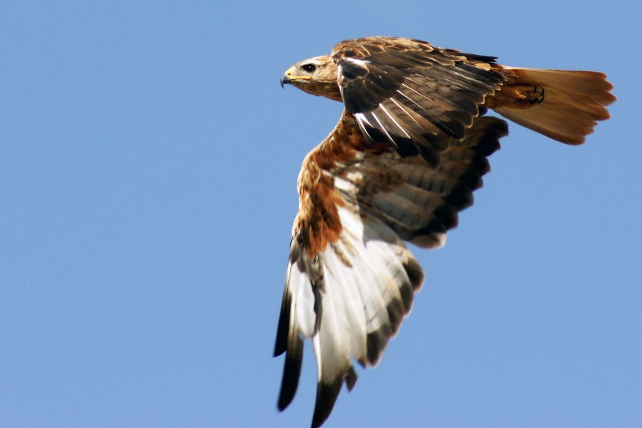 Kızıl şahin » Long-legged Buzzard » Buteo rufinus