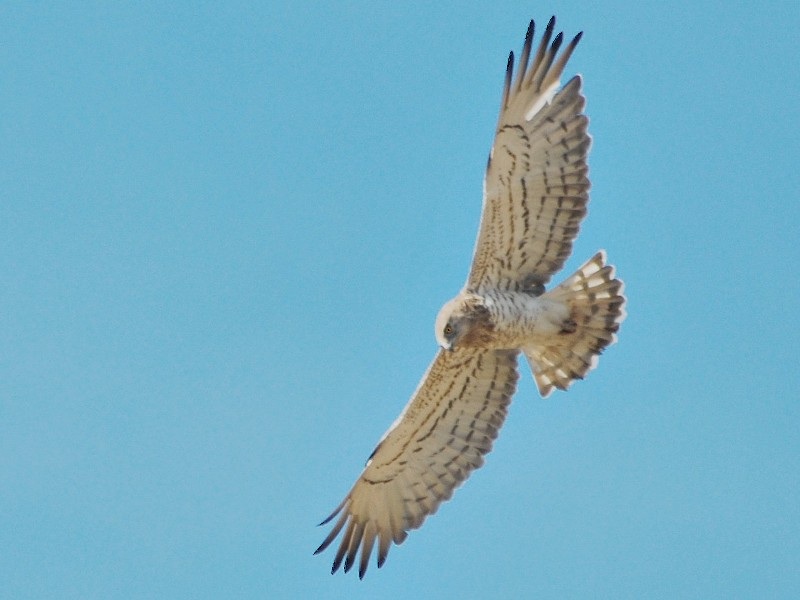 Yılan kartalı » Short-toed Snake Eagle » Circaetus gallicus