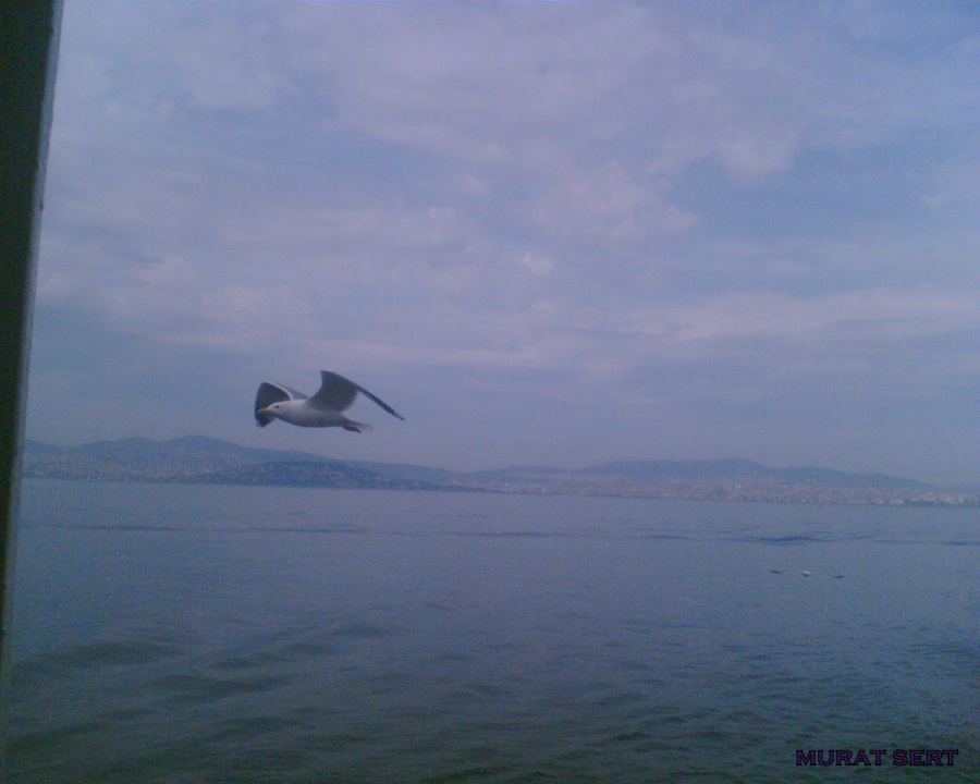 Gümüş martı » Yellow-legged Gull » Larus michahellis
