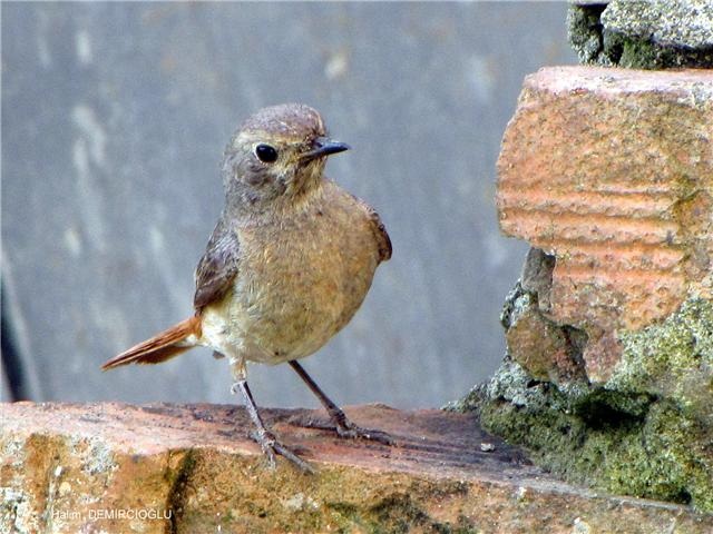 Kızılkuyruk » Common Redstart » Phoenicurus phoenicurus
