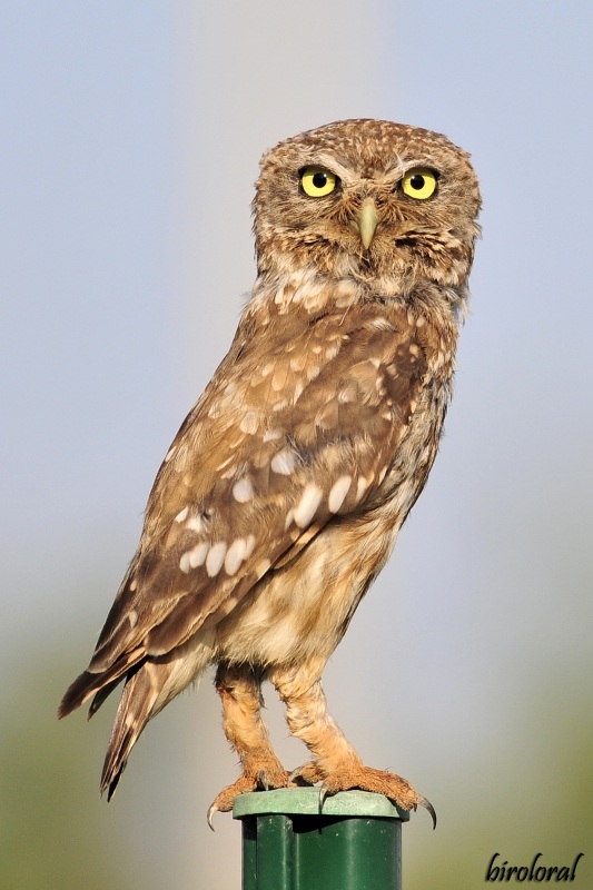Kukumav » Little Owl » Athene noctua