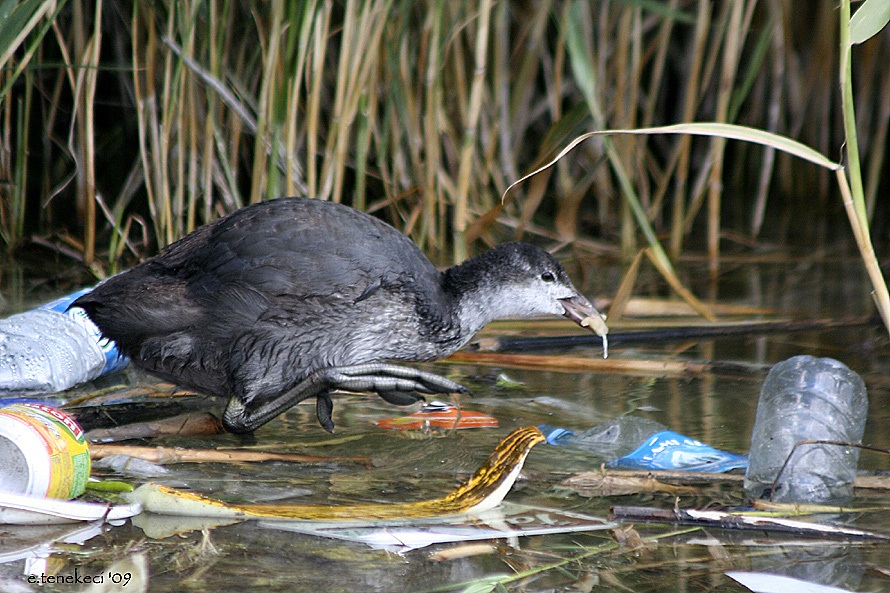 Sakarmeke » Eurasian Coot » Fulica atra