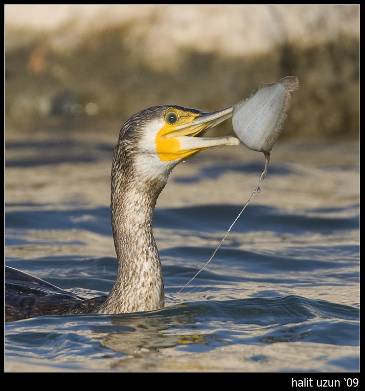 Karabatak » Great Cormorant » Phalacrocorax carbo