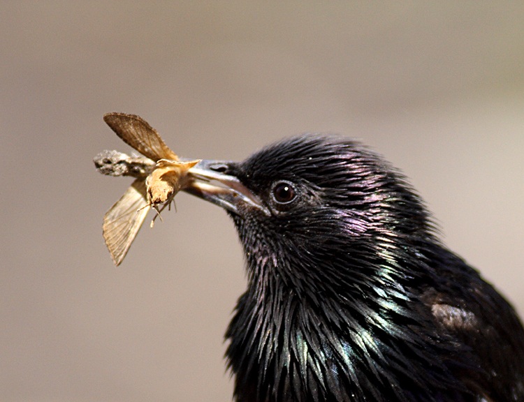 Sığırcık » Common Starling » Sturnus vulgaris