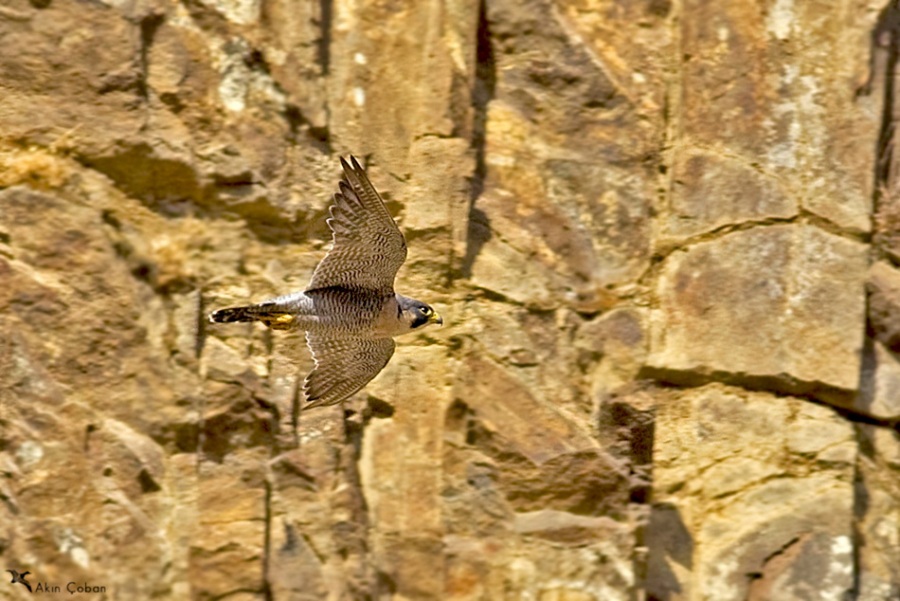 Gök doğan » Peregrine Falcon » Falco peregrinus