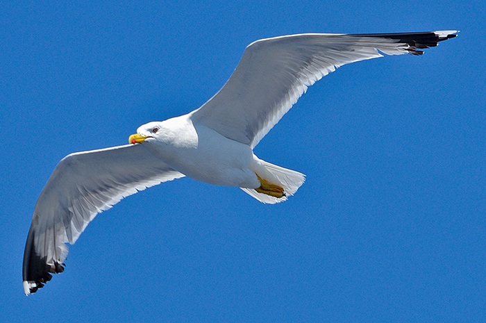Gümüş martı » Yellow-legged Gull » Larus michahellis