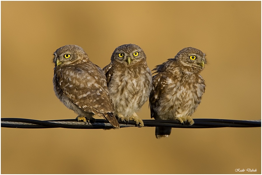 Kukumav » Little Owl » Athene noctua
