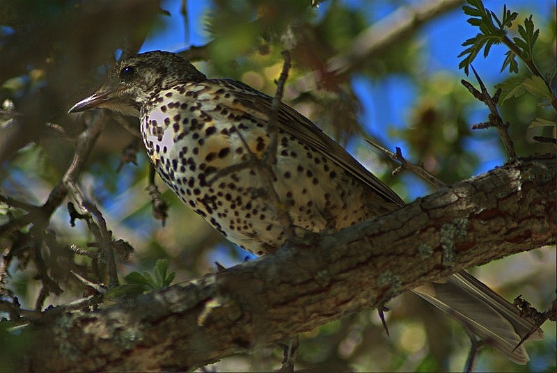Ökse ardıcı » Mistle Thrush » Turdus viscivorus