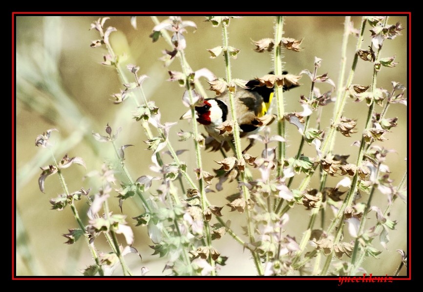 Saka » European Goldfinch » Carduelis carduelis