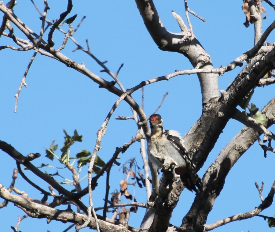 Alaca ağaçkakan » Syrian Woodpecker » Dendrocopos syriacus