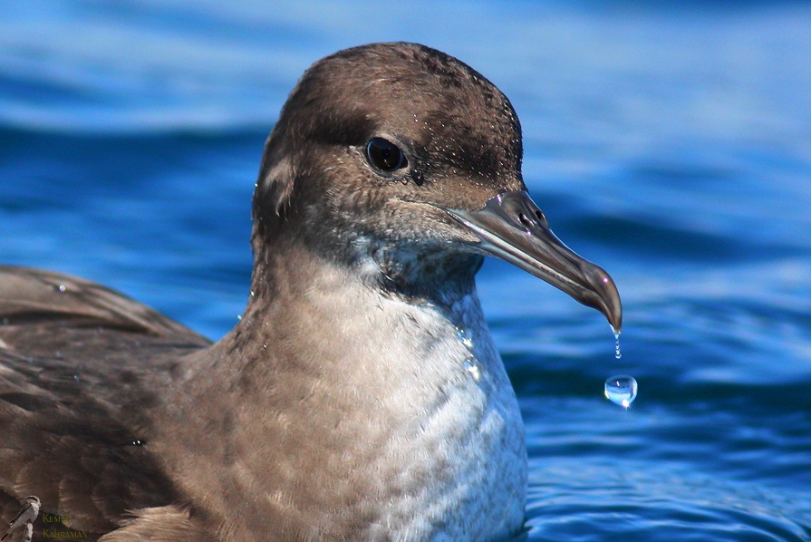 Yelkovan » Yelkouan Shearwater » Puffinus yelkouan