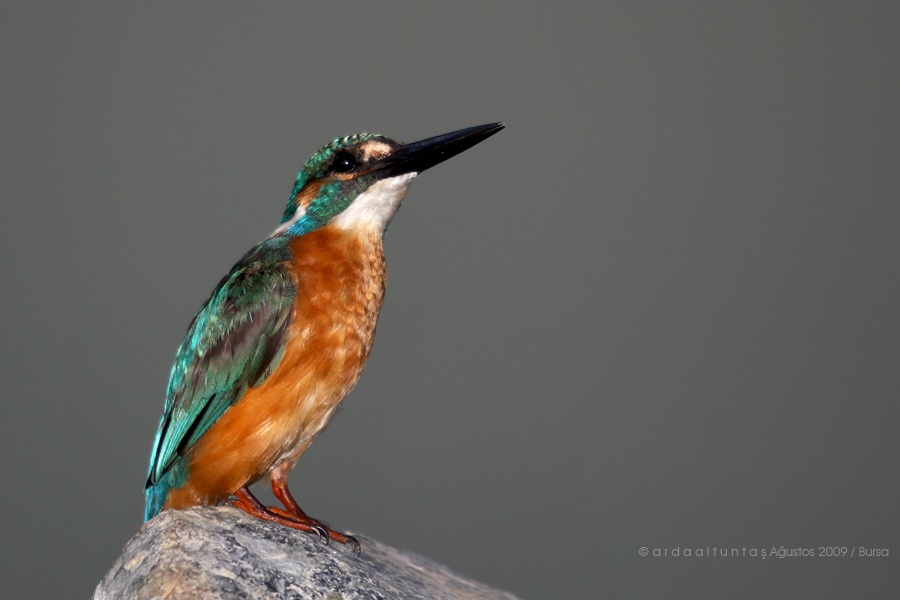 Yalıçapkını » Common Kingfisher » Alcedo atthis