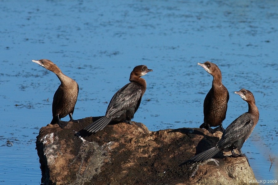Küçük karabatak