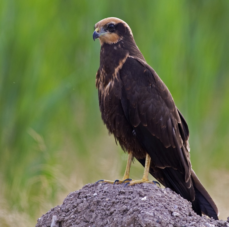 Saz delicesi » Western Marsh Harrier » Circus aeruginosus