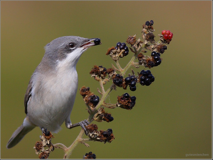 Küçük akgerdanlı ötleğen » Lesser Whitethroat » Sylvia curruca