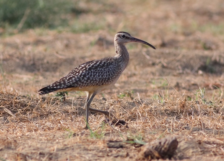 Sürmeli kervançulluğu » Eurasian Whimbrel » Numenius phaeopus