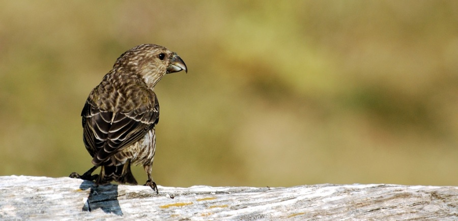 Çaprazgaga » Red Crossbill » Loxia curvirostra