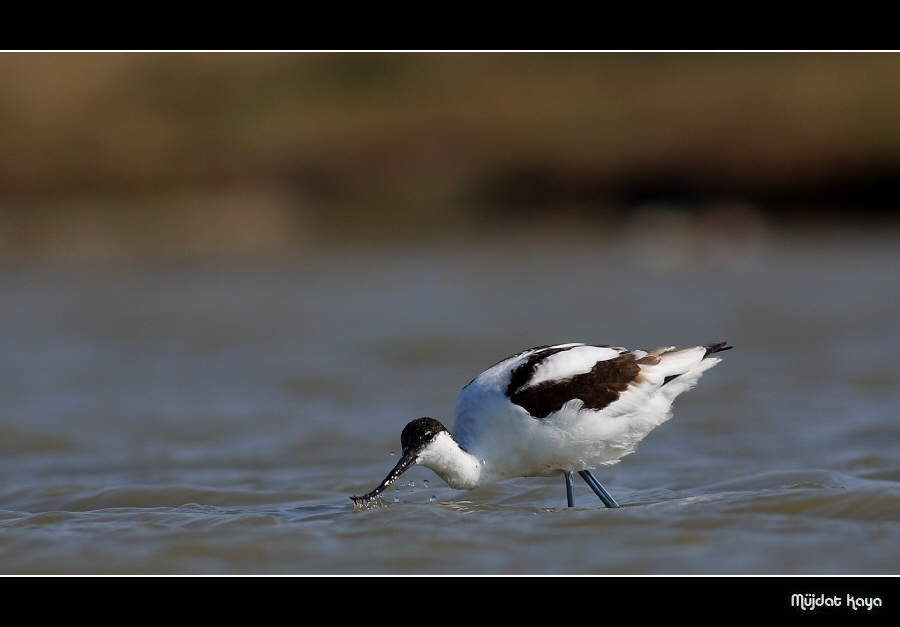 Kılıçgaga » Pied Avocet » Recurvirostra avosetta