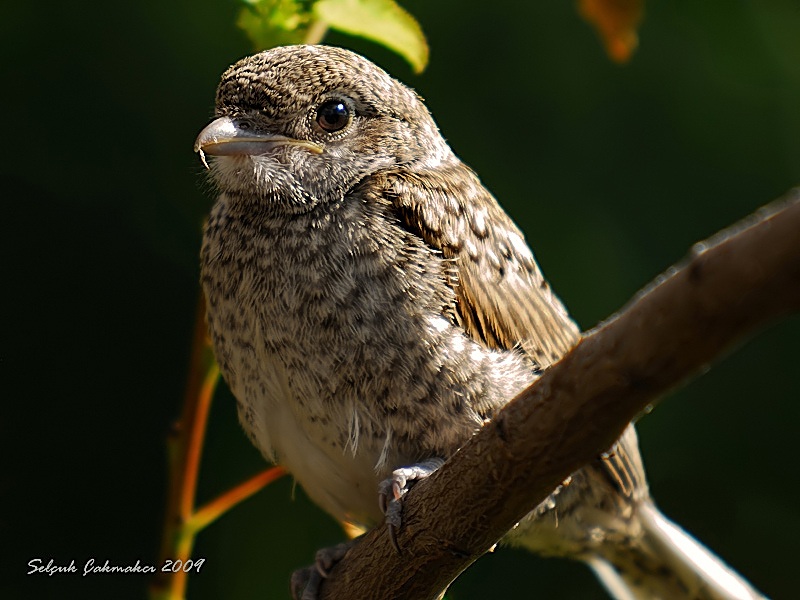 Maskeli örümcekkuşu » Masked Shrike » Lanius nubicus