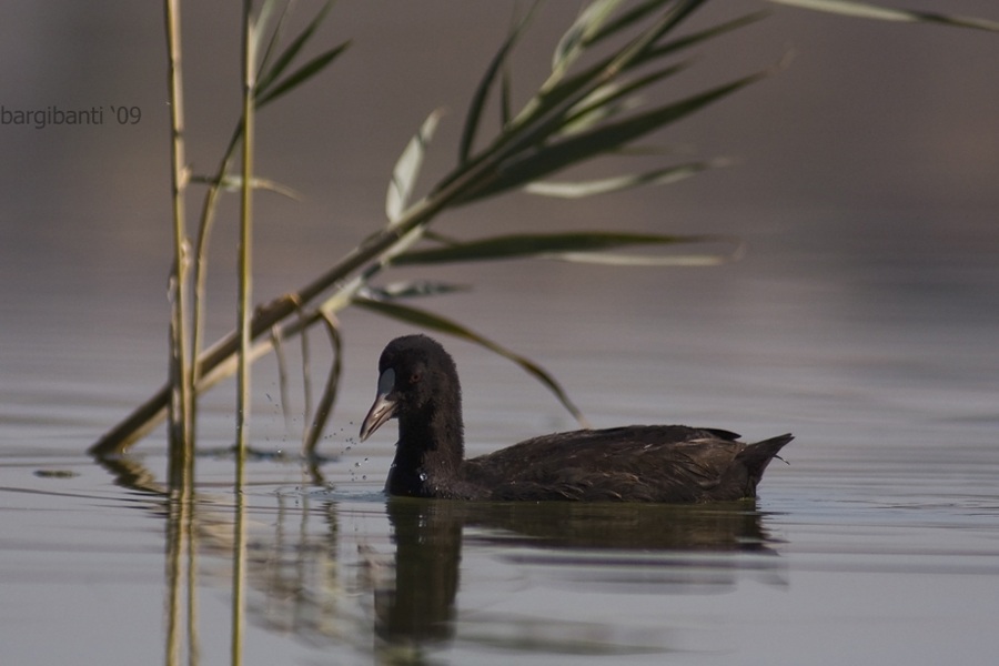 Sakarmeke » Eurasian Coot » Fulica atra