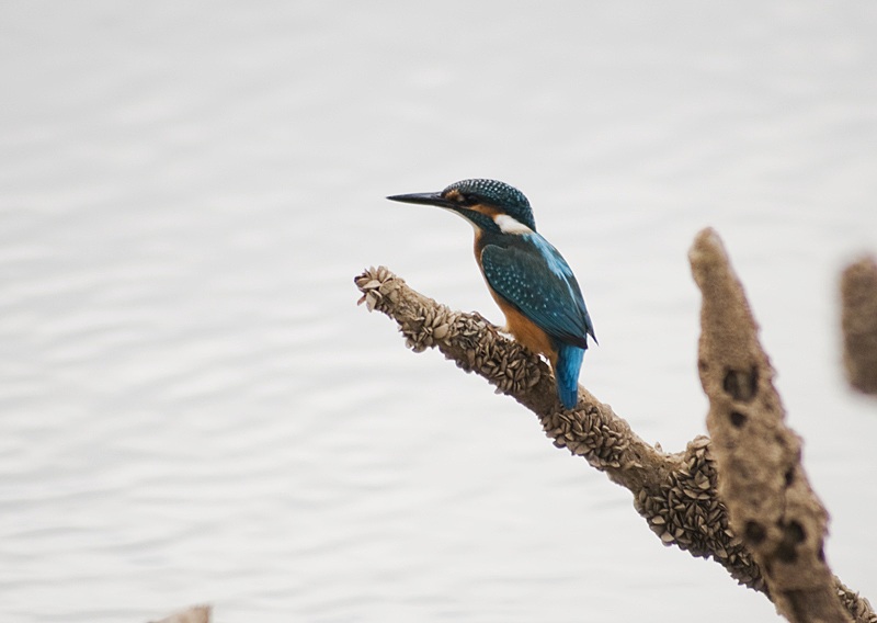 Yalıçapkını » Common Kingfisher » Alcedo atthis
