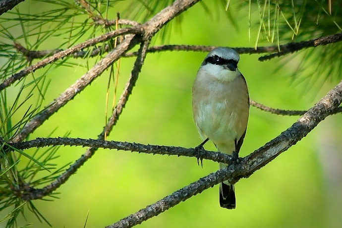 Kızılsırtlı örümcekkuşu » Red-backed Shrike » Lanius collurio
