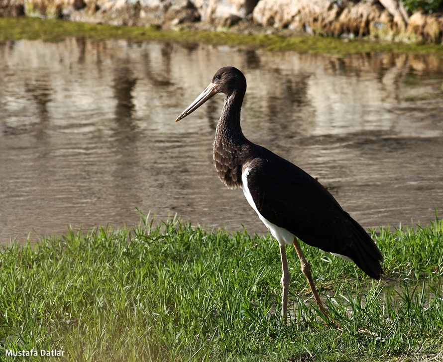 Kara leylek » Black Stork » Ciconia nigra