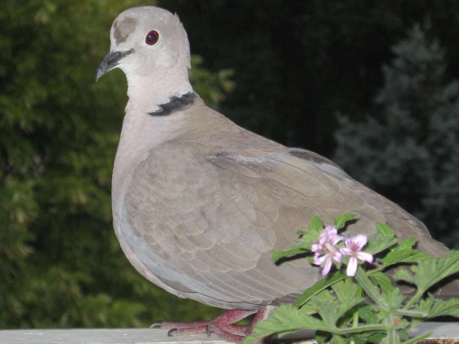 Kumru » Eurasian Collared Dove » Streptopelia decaocto