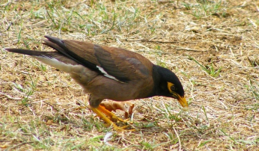 Çiğdeci » Common Myna » Acridotheres tristis
