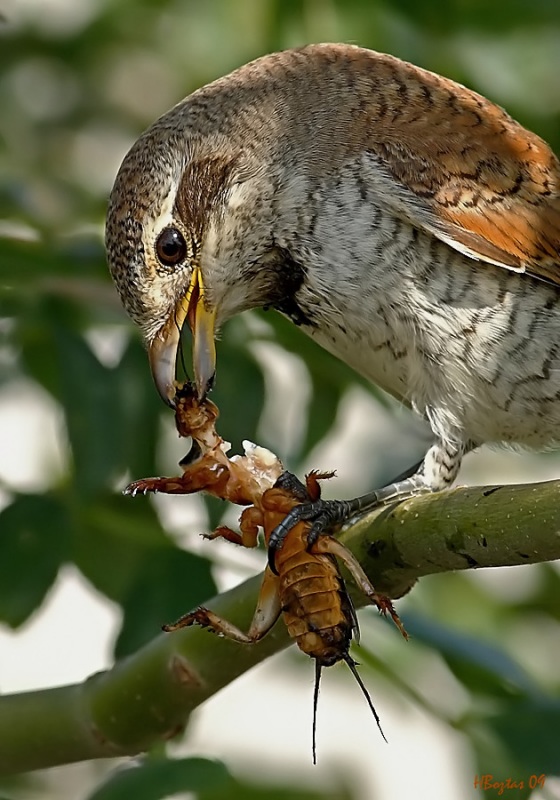 Kızılsırtlı örümcekkuşu » Red-backed Shrike » Lanius collurio