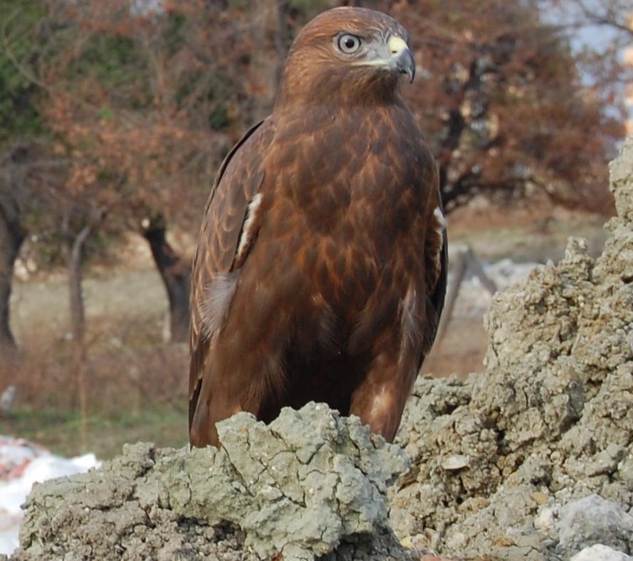 Kızıl şahin » Long-legged Buzzard » Buteo rufinus