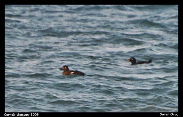 Kadife ördek » Velvet Scoter » Melanitta fusca