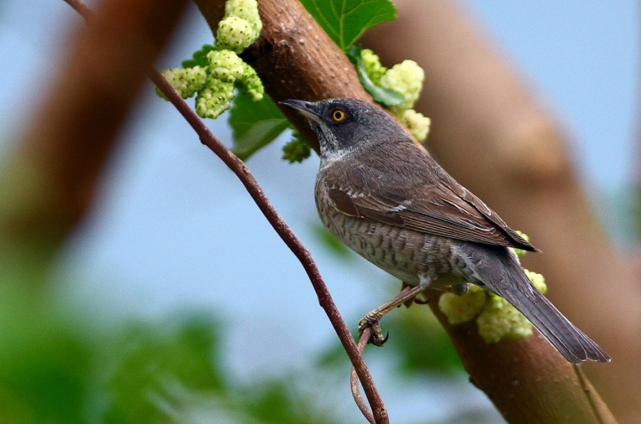 Çizgili ötleğen » Barred Warbler » Sylvia nisoria