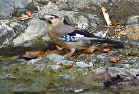 Alakarga » Eurasian Jay » Garrulus glandarius