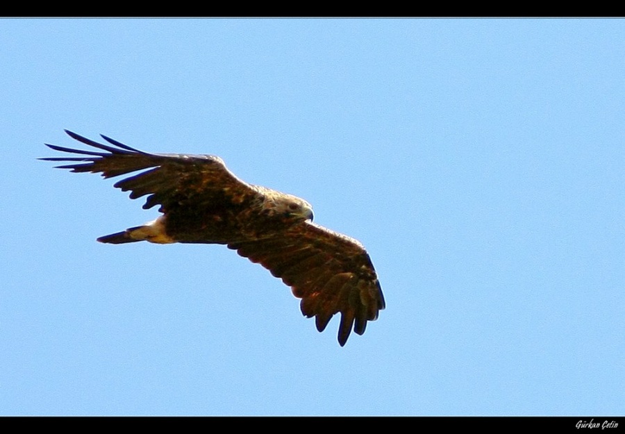 Şah kartal » Eastern Imperial Eagle » Aquila heliaca