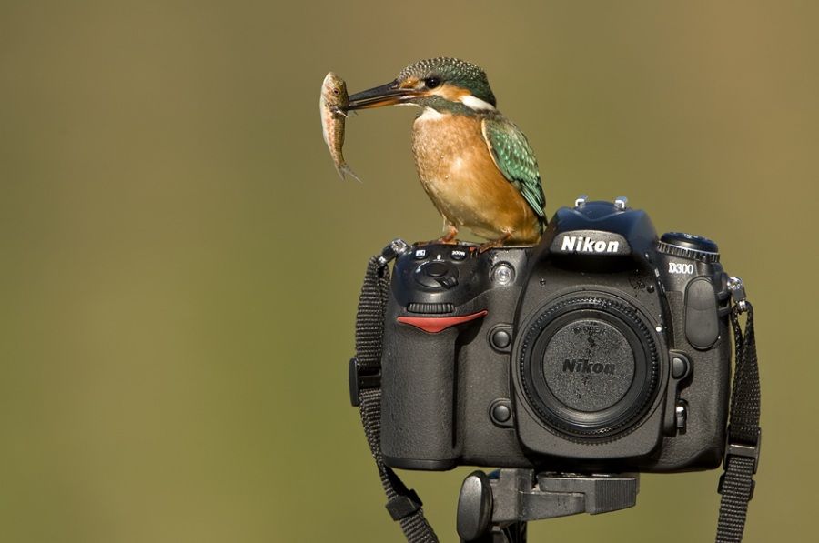 Yalıçapkını » Common Kingfisher » Alcedo atthis