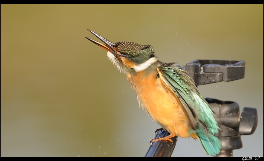 Yalıçapkını » Common Kingfisher » Alcedo atthis
