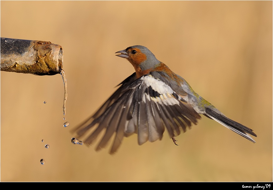 İspinoz » Common Chaffinch » Fringilla coelebs