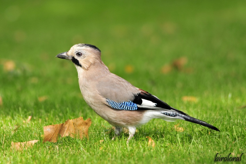 Alakarga » Eurasian Jay » Garrulus glandarius