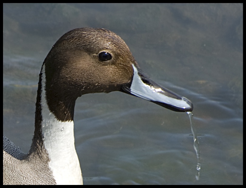 Kılkuyruk » Northern Pintail » Anas acuta
