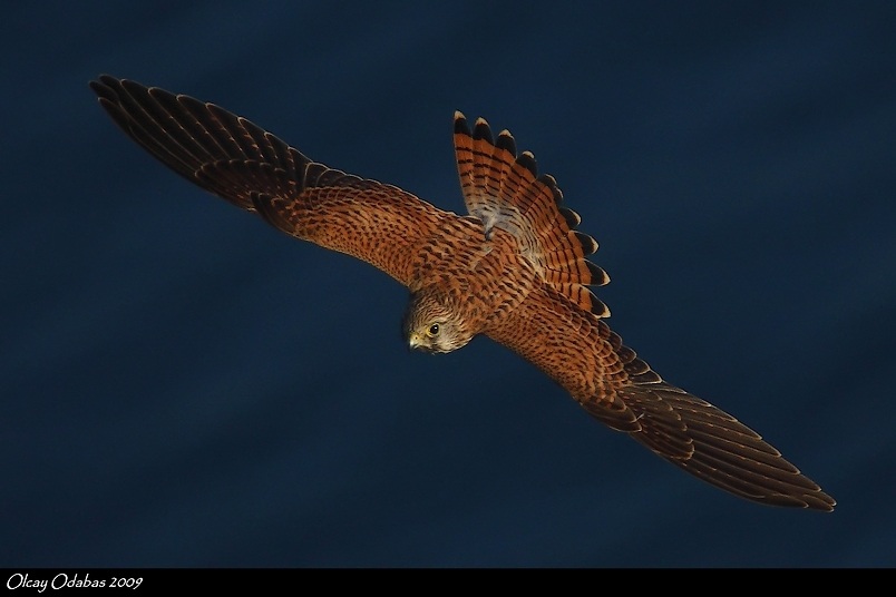 Kerkenez » Common Kestrel » Falco tinnunculus
