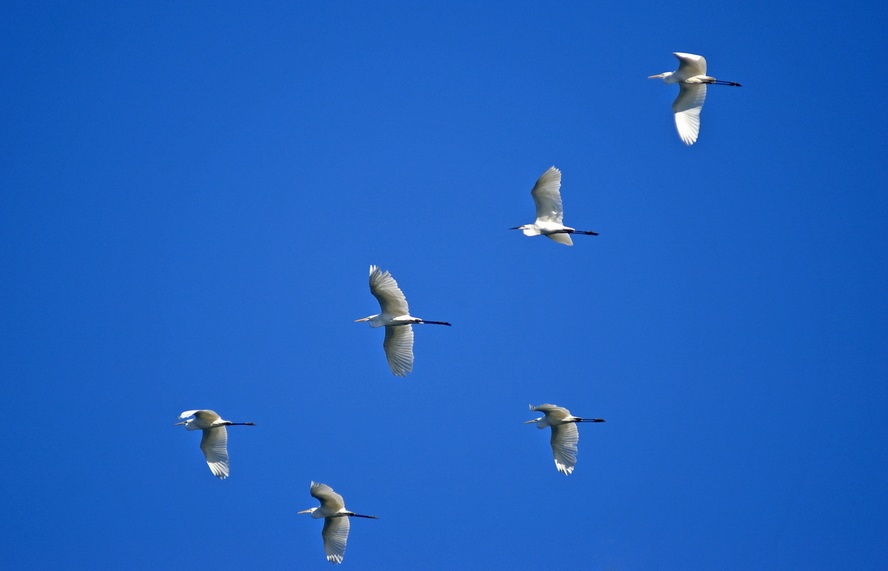 Büyük ak balıkçıl » Great Egret » Ardea alba