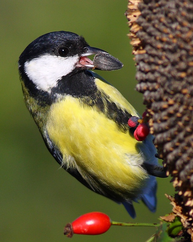 Büyük baştankara » Great Tit » Parus major