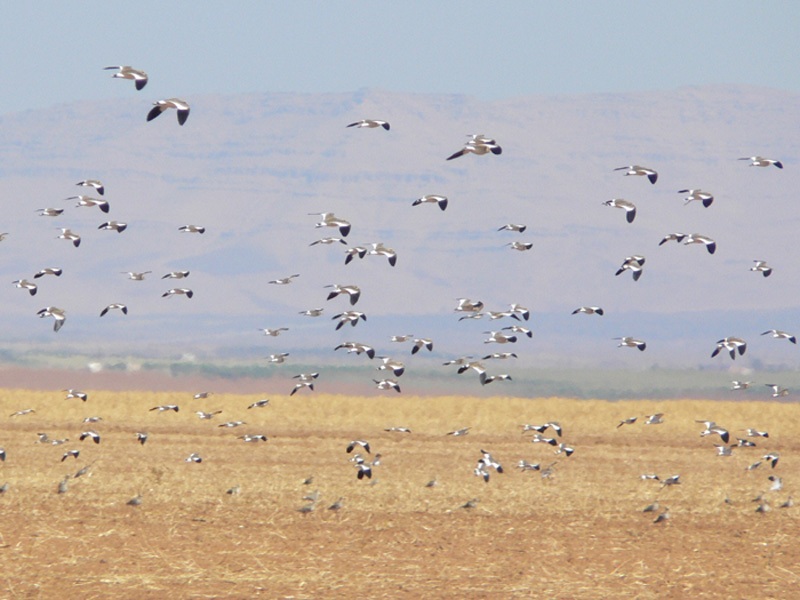 Sürmeli kızkuşu » Sociable Lapwing » Vanellus gregarius