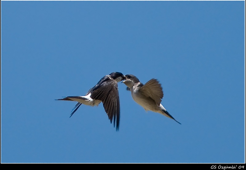 Ev kırlangıcı » Common House Martin » Delichon urbicum