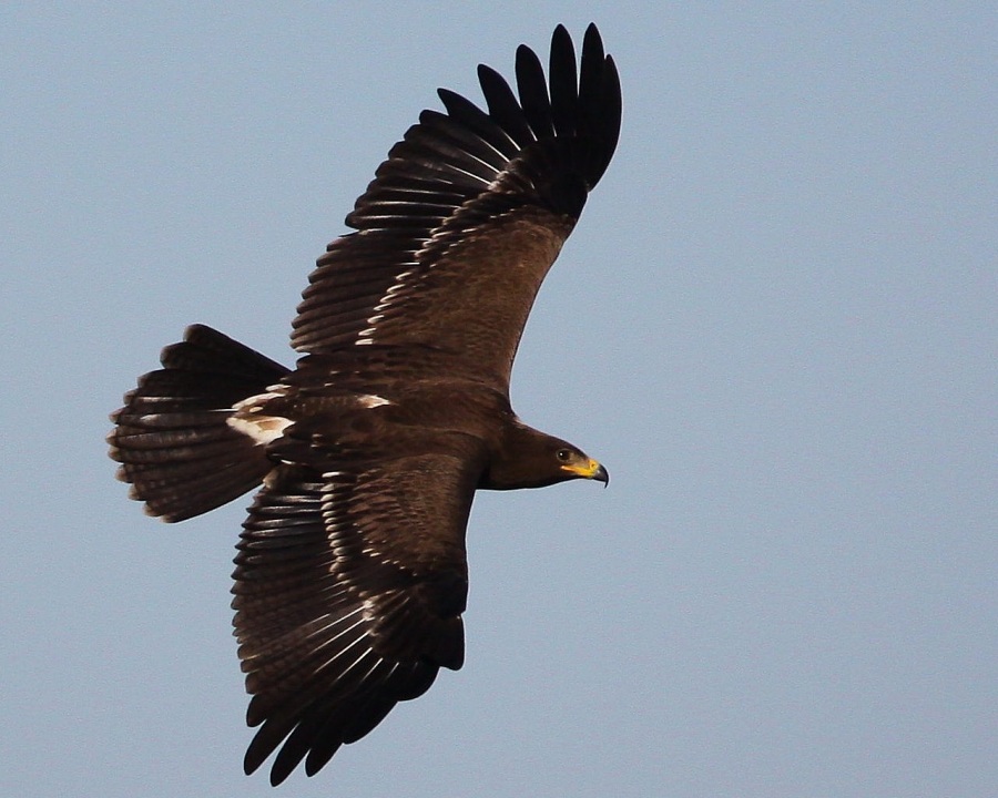 Küçük orman kartalı » Lesser Spotted Eagle » Clanga pomarina