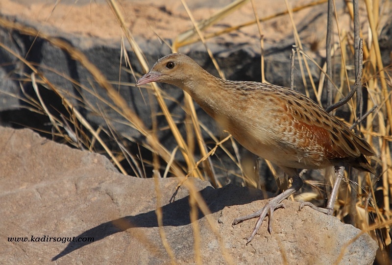 Bıldırcınkılavuzu » Corn Crake » Crex crex